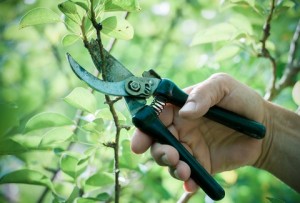 Pruning